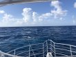 Thursday August 2nd 2018 Tropical Odyssey: Spiegel Grove reef report photo 1
