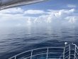 Sunday August 12th 2018 Tropical Odyssey: Spiegel Grove reef report photo 1