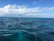 Tuesday November 20th 2018 Tropical Odyssey: North Dry Rocks reef report photo 1