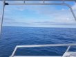 Sunday November 25th 2018 Tropical Odyssey: Spiegel Grove reef report photo 1