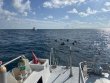 Thursday August 8th 2024 Tropical Serenity: Nine Channel reef report photo 1