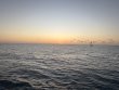 Tuesday May 20th 2025 Tropical Serenity: Eagle Ray Alley reef report photo 1