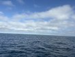 Sunday October 12th 2025 Tropical Serenity: Spanish Anchor reef report photo 1