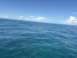 Monday October 20th 2025 Tropical Serenity: Benwood Wreck reef report photo 1