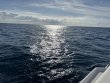 Friday December 12th 2025 Tropical Serenity: Benwood Wreck reef report photo 1