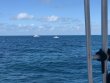 Monday August 20th 2018 Tropical Serenity: Eagle Ray Alley reef report photo 1