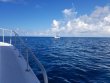 Thursday August 23rd 2018 Tropical Serenity: French Twist reef report photo 1