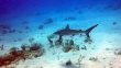 Monday November 19th 2018 Tropical Serenity: Spanish Anchor reef report photo 1